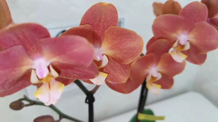 Фаленопсис Горизонт / Phalaenopsis Horizion размер 12/45  Группа Вконтакте: Цветы Вместе
