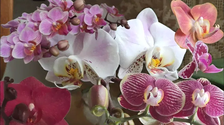 Завораживающее цветение моих орхидей на кухне в апреле. Phalaenopsis Горизонт, Фантом, Паваротти ...