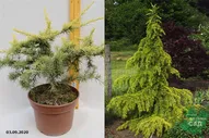Кедр гималайский Голден Горизонт (Cedrus deodara Golden horizont) С5