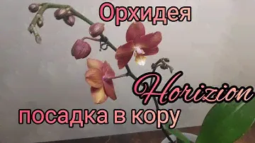 24.12.21.ОРХИДЕЯ  Горизонт посадка в кору😁