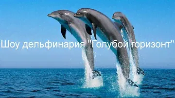Шоу дельфинов Голубой Горизонт