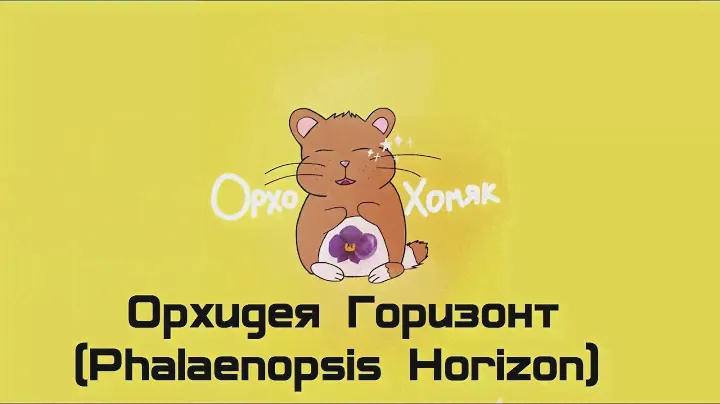 Домашнее цветение орхидеи Горизонт (Phalaenopsis Horizon)