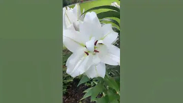 Лилия гигантская Вайт Айз! Благоухающая роскошь в саду! #lilywhiteeyes #lilyflower #lilyingarden